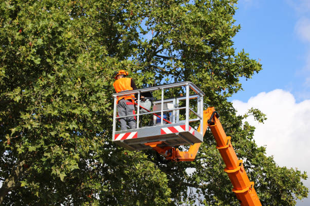 Best Tree Disease Treatment  in Bakerstown, PA